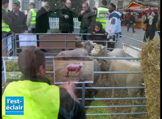 Manifestation des éleveurs avec leurs brebis à Troyes