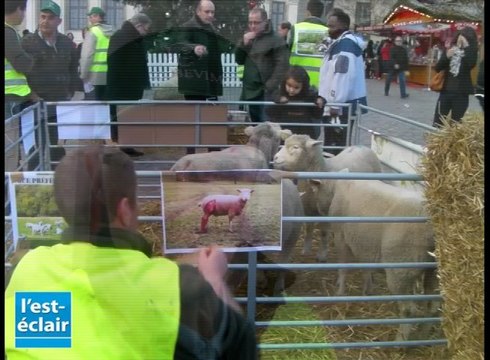 Manifestation des éleveurs avec leurs brebis à Troyes
