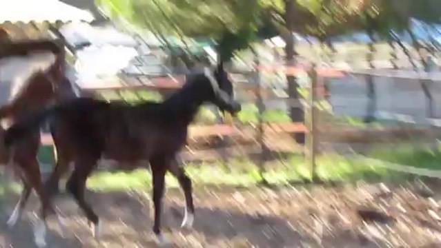 RHIAD et IN EXCESS poulains pur sang arabes