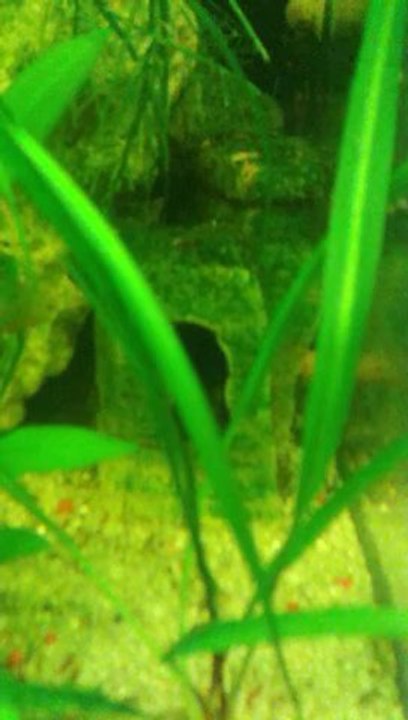 alevins subos dehors, gobés par leur maman qui les remet à la maison