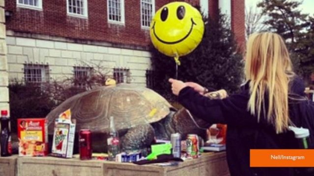 University Mascot Catches Fire, Recovers with Lotion and Band-Aids