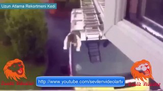 Uzun Atlama Rekortmeni Kedi