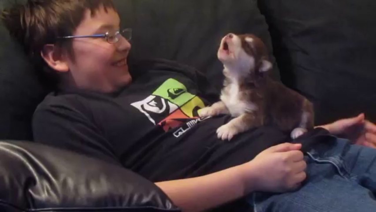 Un chiot apprend à hurler