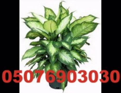 turkey flower istanbul türkiye turkey çiçekçi florist