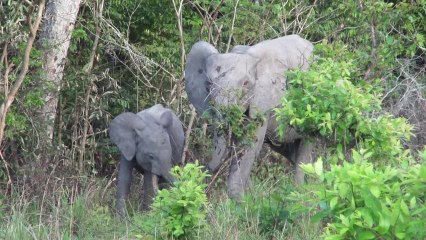 Le défilé des éléphants au Gabon