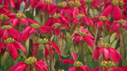 Flowers Exhibition Race Course Park 5 to 12 Dec 2013 Lahore Pakistan