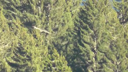 Bartgeier - Gypaètes - Lammergeier ... & Rachmaninov