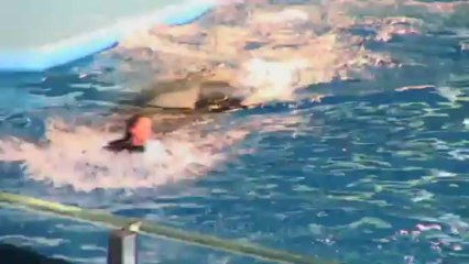Seaworld 30 secondes commerciale (projet de classe)