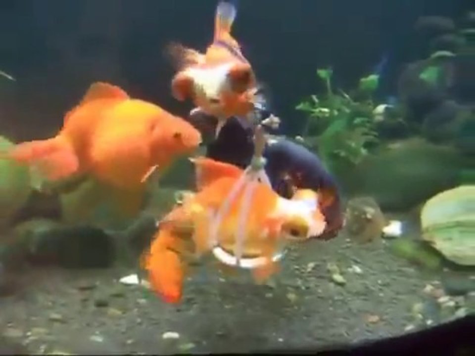 Tekerlekli Sandalye İle Yüzen Engelli Japon Balığı