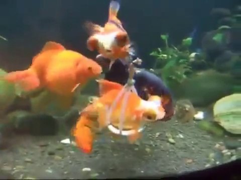 Tekerlekli Sandalye İle Yüzen Engelli Japon Balığı