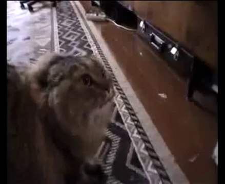 Shia LaBeouf joue comme un chat en fait - Enorme!