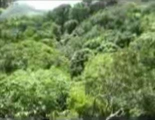 Canopy Tour with our 700 meter long zip line.