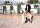 Sürü Hayvancılığın Azalmasıyla Anadolu Çoban Köpeklerine İlgi Azaldı