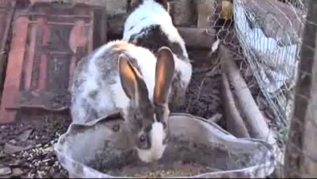 Tavuk eti ve kırmızı ete alternatif tavşan eti