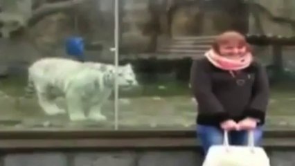 Un tigre blanc tente de dévorer une touriste russe