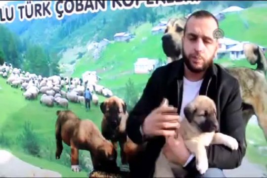 Anadolu çoban köpeğine ilgi azaldı