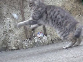 CHAZEY-BONS : DURE LOI DE LA NATURE