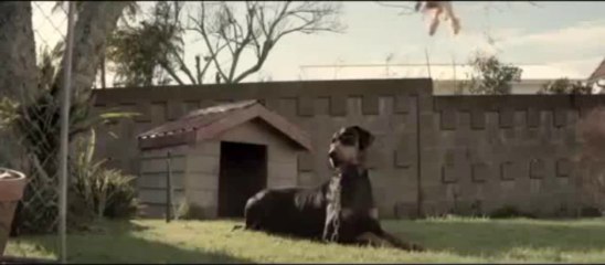 Funny Cat TV Commercial   2013 Toyota Corolla_clip10