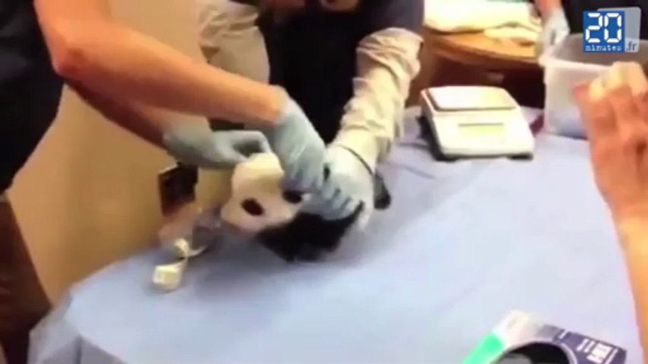 2013: Une année d'animaux mignons (zapping)