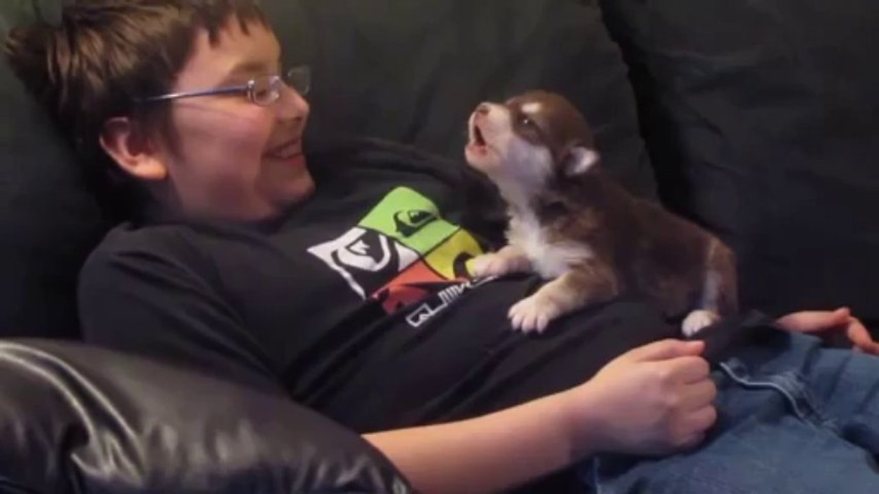 Un chiot apprend  aboyer.mp4