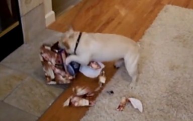 Funny & Cute Dogs Opening Christmas Presents Compilation