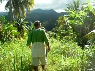 forêt tropicale ile dominique