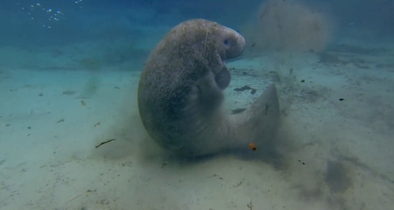 So Cute and Massives Gentle Giants filmed with GoPro !!