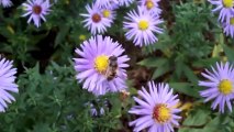 Schwebfliege/Moscas-das-flores/Hoverflies