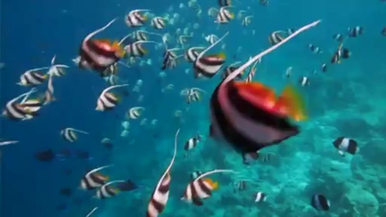 Maldives - Poissons cochers