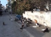 Emekli Maaşı ile Sokak Hayvanlarını Besliyor