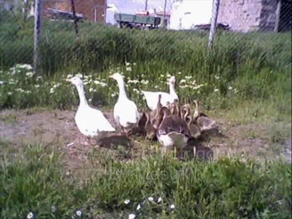 ÖMER DANIŞ KÖYÜMÜN YAĞMURLARI (Kacarli köyü)