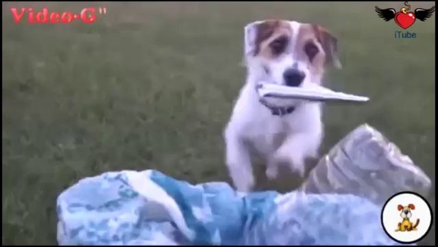 Cane che fa le faccende domestiche