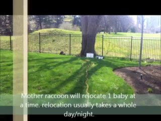 Baby Raccoon Relocation - Toronto