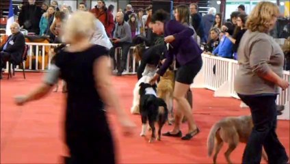 Tao (Beardmarked's Swedish Crown) expo Martigues 2013