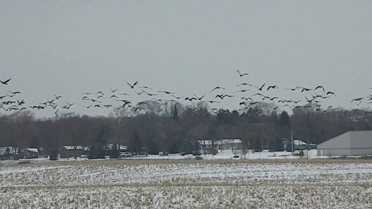 Huge Flock of Geese Shock Man