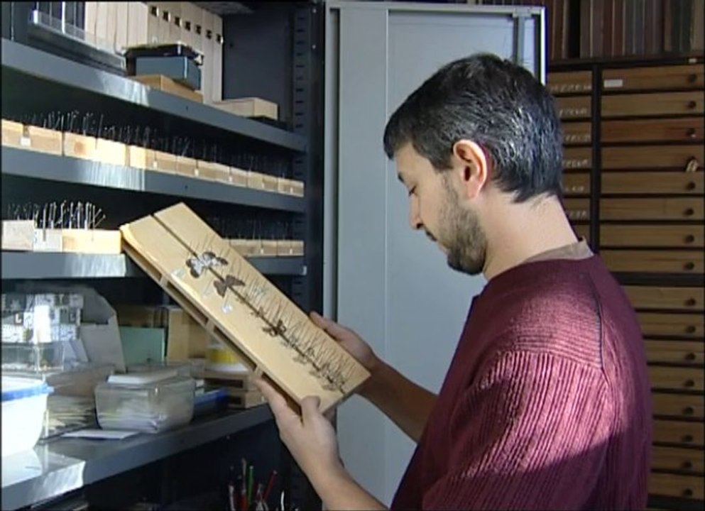 Collectionneur de papillons