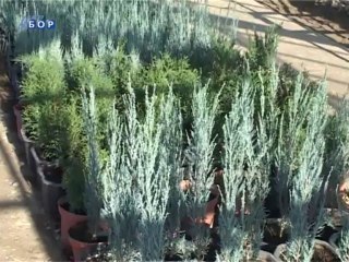 Počela prodaja novogodišnjih jelki, 20. decembar 2013.