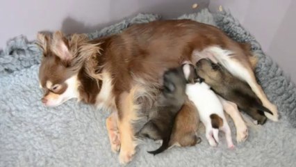 Galice et ses bébés ou le repas des 4 morfalous