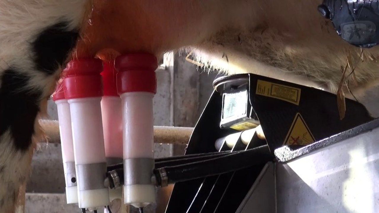 2 Robots de traite pour 75 Normandes