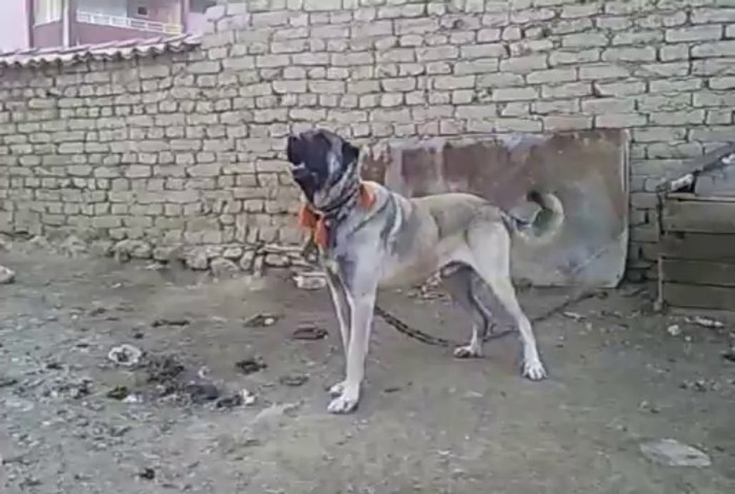 Video0096