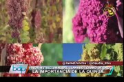 El grano de oro: Especialista explica calidad nutritiva de nuestra quinua