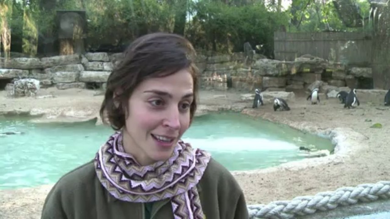 Amours saphiques pour deux manchots d'un zoo israélien