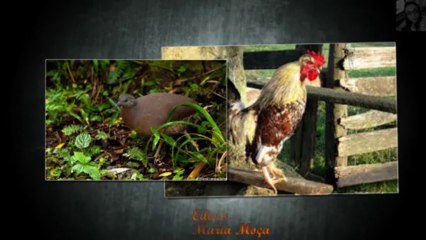 Saudade De Minha Terra - Eu Mesmo