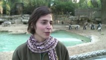 Lesbian penguin couple finds happiness at Israeli zoo