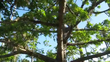 Bombax Tree/ Silk Cotton Tree