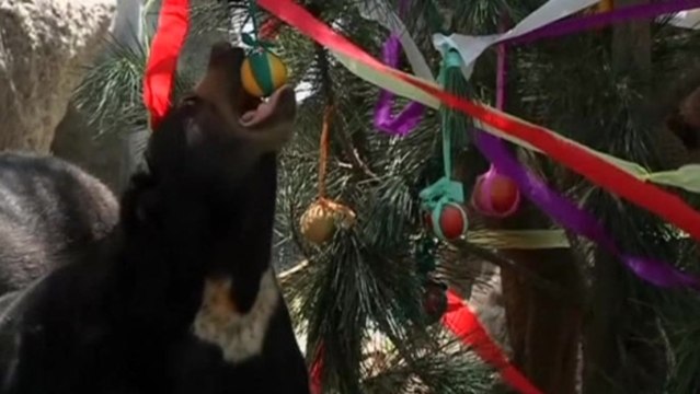Christmas comes early at Chilean zoo