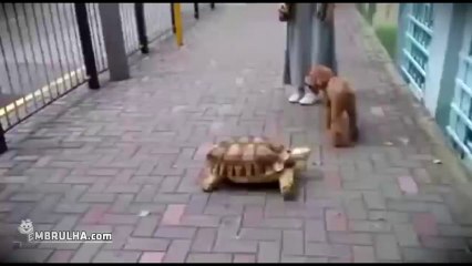 Cão e tartaruga - EMBRULHA.com