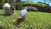Perroquet gris Gabon et Chien Spitz Nain de sortie au jardin - GoPro HD