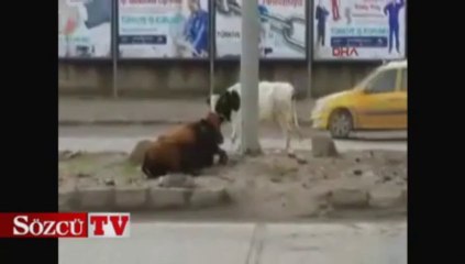 Elektriğe kapılan ineği kurtarma operasyonu