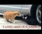 Komik Videolar   Sevgilisine kızan kedi  türkçe alt yazılı   ww replikler eu